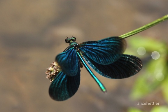 Blauflügel-Prachtlibelle (Calopteryx virgo)